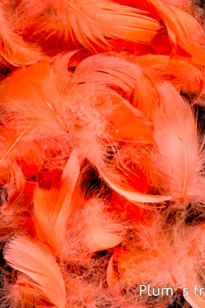 Gans - 4-6 cm - aprikose